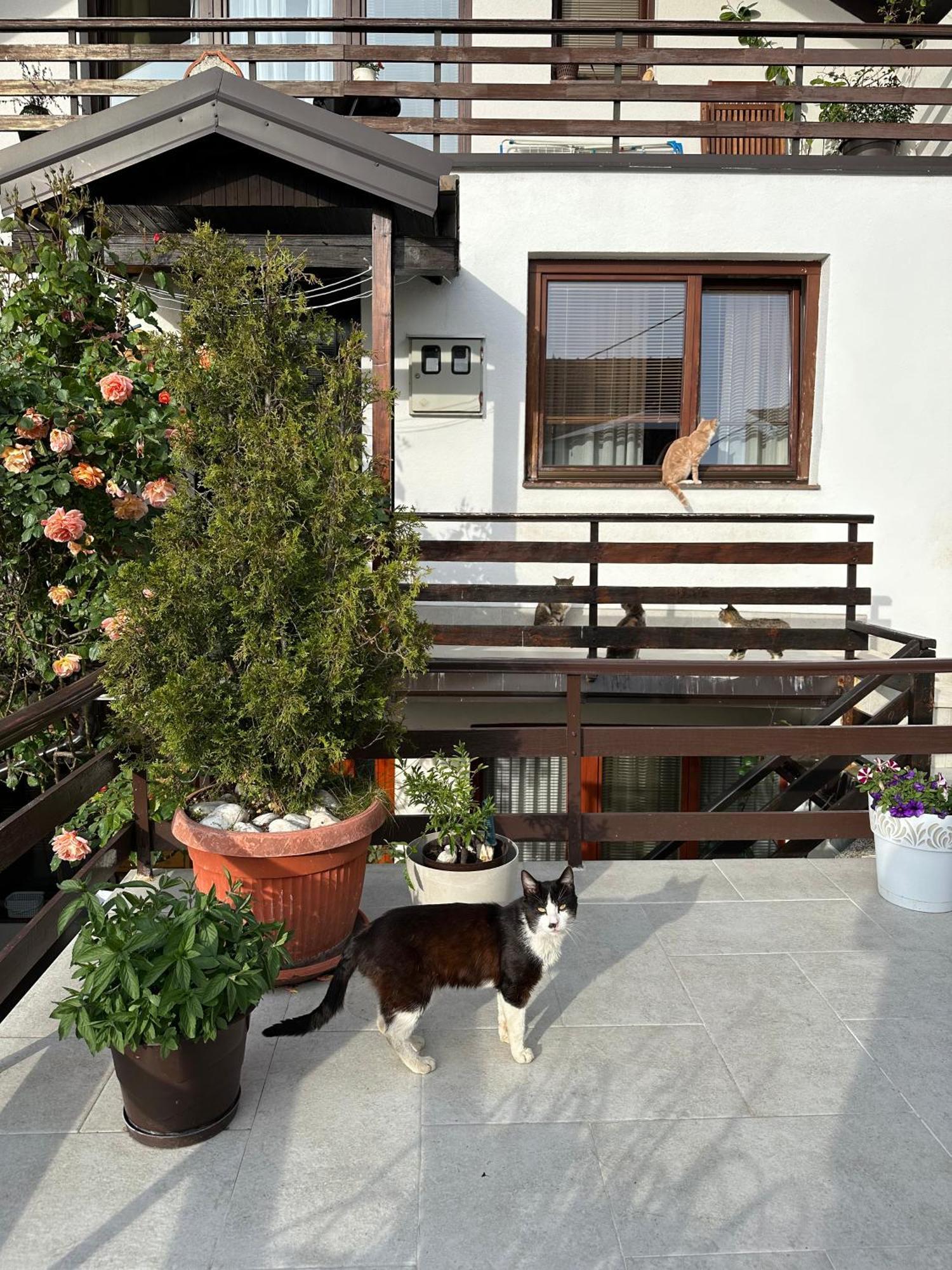 Yasmin Apartment Sarajevo Luaran gambar